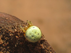 Neoscona rufipalpis
