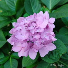 Hydrangea macrophylla