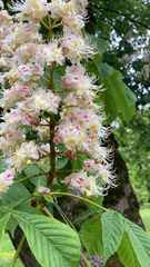 Aesculus hippocastanum