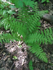 Dryopteris filix-mas