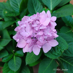 Hydrangea macrophylla