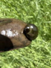 Ampullaceana balthica