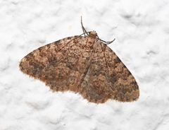 Nebula ibericata