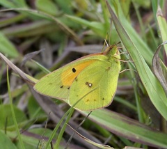 Colias electo electo