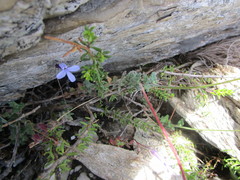 Lobelia dichroma