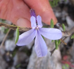 Lobelia dichroma