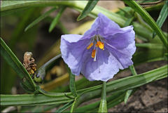 Solanum vescum