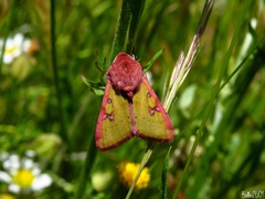 Heliothis incarnata