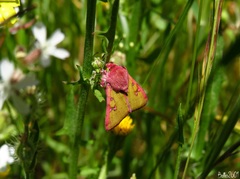 Heliothis incarnata