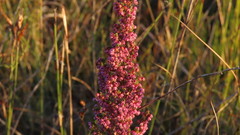 Erica chamissonis chamissonis