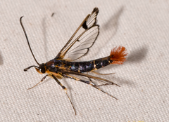 Synanthedon acerrubri