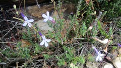 Lobelia dichroma