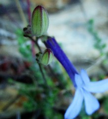 Lobelia dichroma