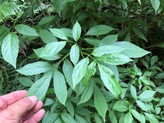 Sambucus australasica