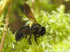 Xylocopa uclesiensis