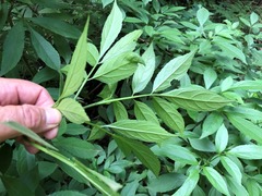 Sambucus australasica
