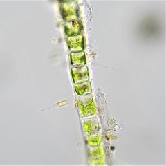 Ulothrix