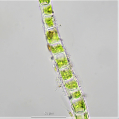 Ulothrix