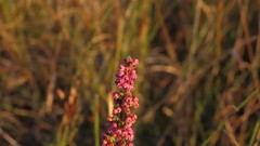 Erica chamissonis chamissonis