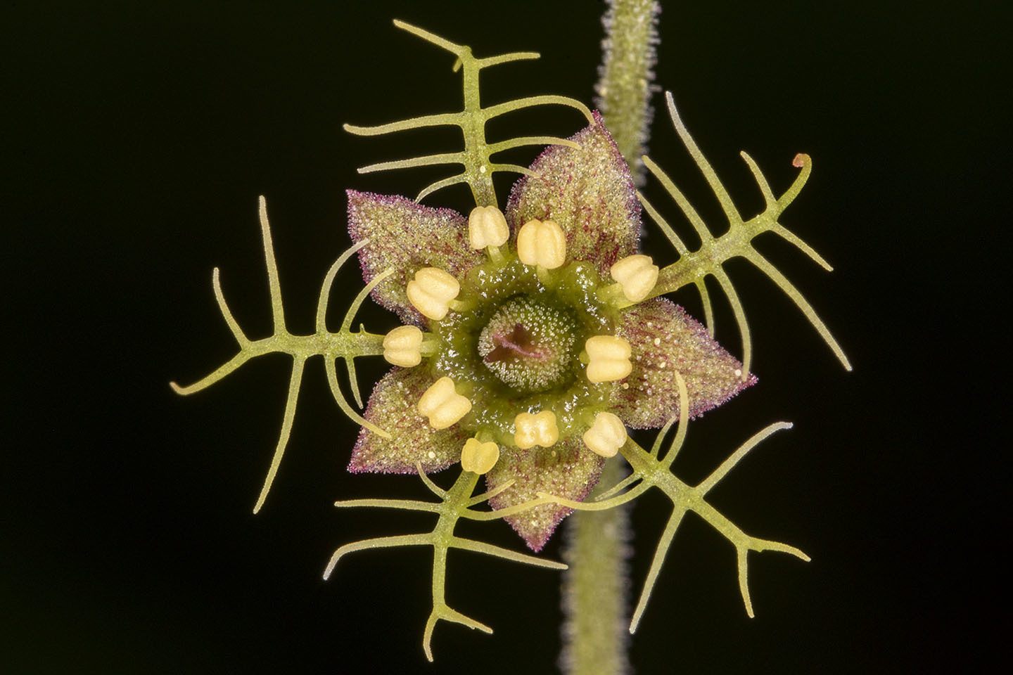 Mitella
