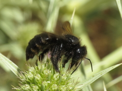 Xylocopa uclesiensis