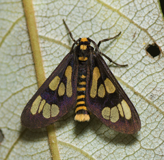 Eressa geographica