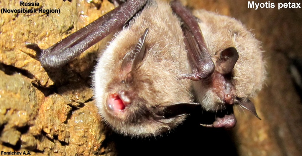 Russian Myotis