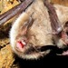 Eastern Water Bat - Photo (c) Alexander A. Fomichev, some rights reserved (CC BY), uploaded by Alexander A. Fomichev