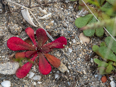 Limonium echioides