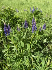 Lupinus polyphyllus