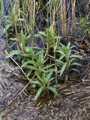 Lysimachia thyrsiflora