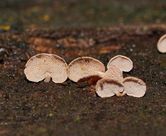 Panellus luxfilamentus
