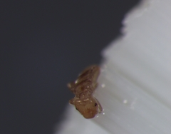 Psocodea