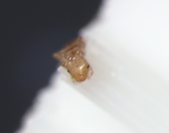 Psocodea