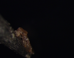Psocodea