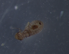 Psocodea