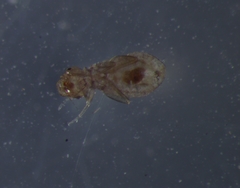 Psocodea
