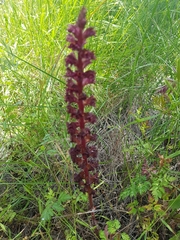 Orobanche foetida