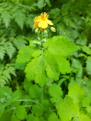 Chelidonium majus