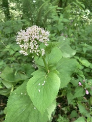 Valeriana pyrenaica