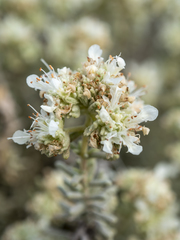 Teucrium dunense