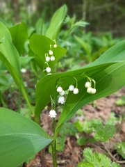 Convallaria majalis