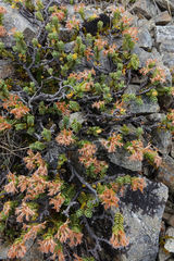 Pimelea traversii traversii