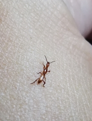 Cyphagogini