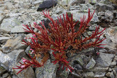 Epilobium porphyrium
