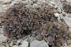 Ranunculus crithmifolius