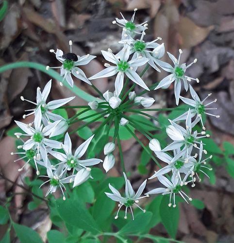 Striped garlic (Allium cuthbertii)