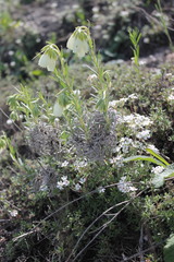 Onosma tanaitica