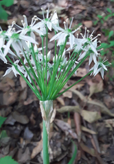 Allium cuthbertii