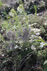 Onosma tanaitica